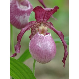 Cypripedium "Philipp", Tropicaflore : vente Cypripedium "Philipp"