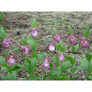 Cypripedium "Philipp", Tropicaflore : vente Cypripedium "Philipp"