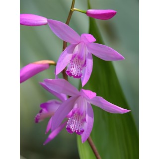 Bletilla striata purple, Tropicaflore : vente Bletilla striata purple