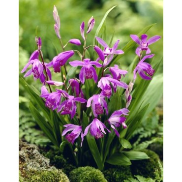 Bletilla striata purple, Tropicaflore : vente Bletilla striata purple