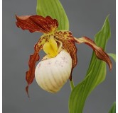 Cypripedium Gabriela, Tropicaflore : vente Cypripedium Gabriela