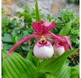Cypripedium Lucy Pinkepank, Tropicaflore : vente Cypripedium Lucy Pinkepank