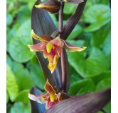 Epipactis Night Serpentine, Tropicaflore : vente Epipactis Night Serpentine