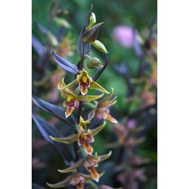 Epipactis Night Serpentine, Tropicaflore : vente Epipactis Night Serpentine