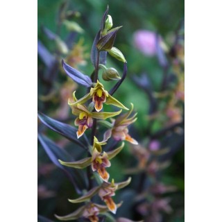 Epipactis Night Serpentine, Tropicaflore : vente Epipactis Night Serpentine