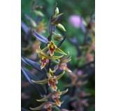 Epipactis Night Serpentine, Tropicaflore : vente Epipactis Night Serpentine