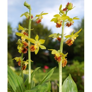 Calanthe tricarinata, Tropicaflore : vente Calanthe tricarinata