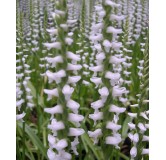 Spiranthes Chads ford, Tropicaflore : vente Spiranthes Chads ford