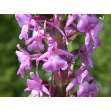 Gymnadenia conopsea, Tropicaflore : vente Gymnadenia conopsea
