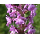Gymnadenia conopsea, Tropicaflore : vente Gymnadenia conopsea