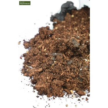 Terreau pour palmiers 10 ltr