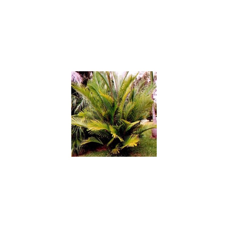 Palmiers rustiques - arenga engleri pot de 6 litres - 90/110 cm