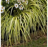 Carex oshimensis Evergold - hauteur totale 30-40 cm - pot 2 ltr