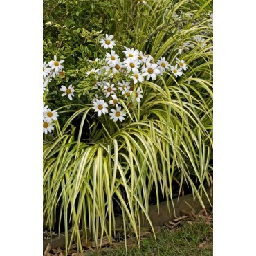 Carex oshimensis Evergold - hauteur totale 30-40 cm - pot 2 ltr