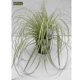 Carex oshimensis Evergold - hauteur totale 30-40 cm - pot 2 ltr