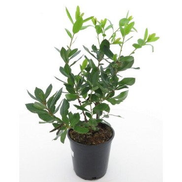 Arbutus unedo - totale hoogte 60-80 cm -  pot 3 Ltr