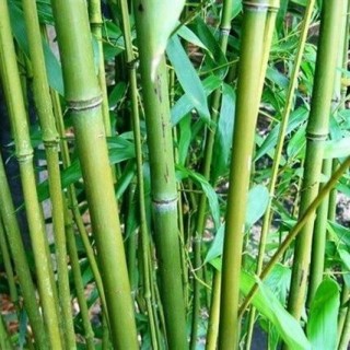 Phyllostachys bissetii - hauteur totale 180+ cm - pot 5 ltr