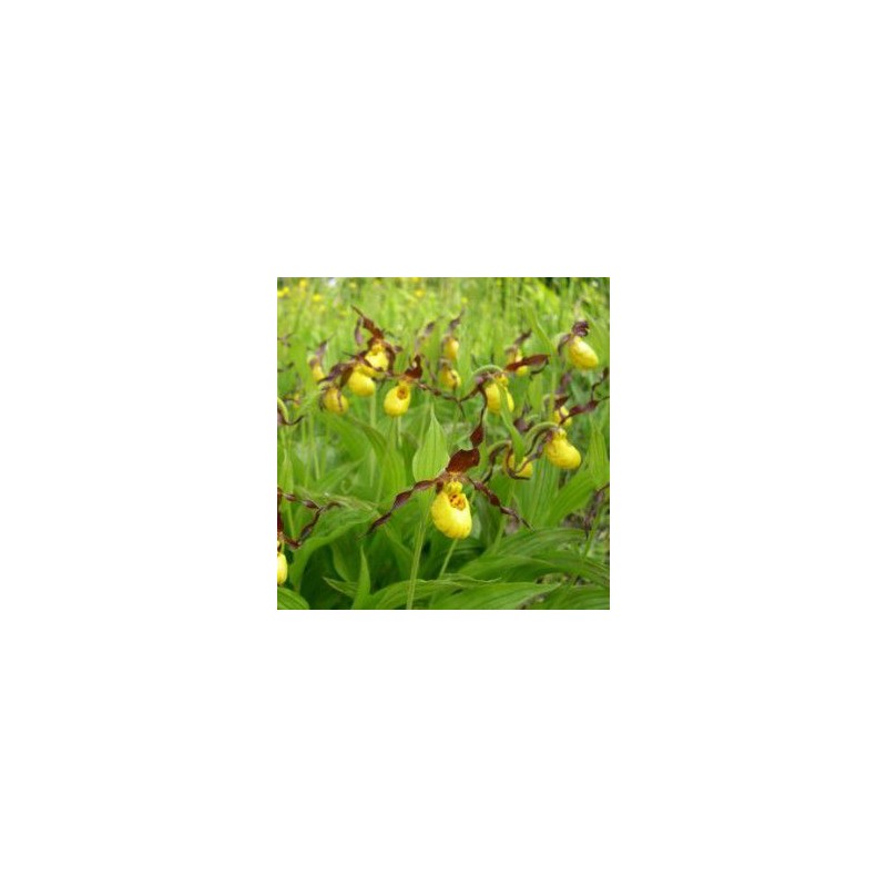 Orchidées - cypripedium parviflorum