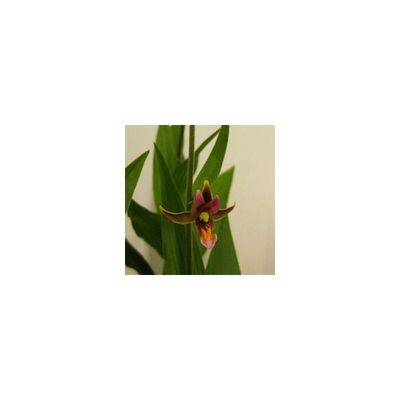 Orchidées - epipactis gigantea