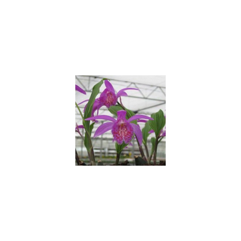 Orchidées - pleione "tongariro"