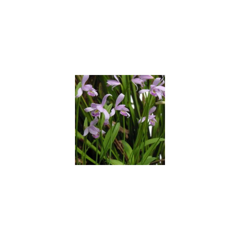 Orchidées - pogonia ophioglossoïdes