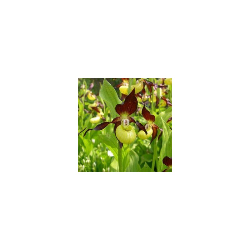 Orchidées rustiques - cypripedium calceolus rhizome dormant