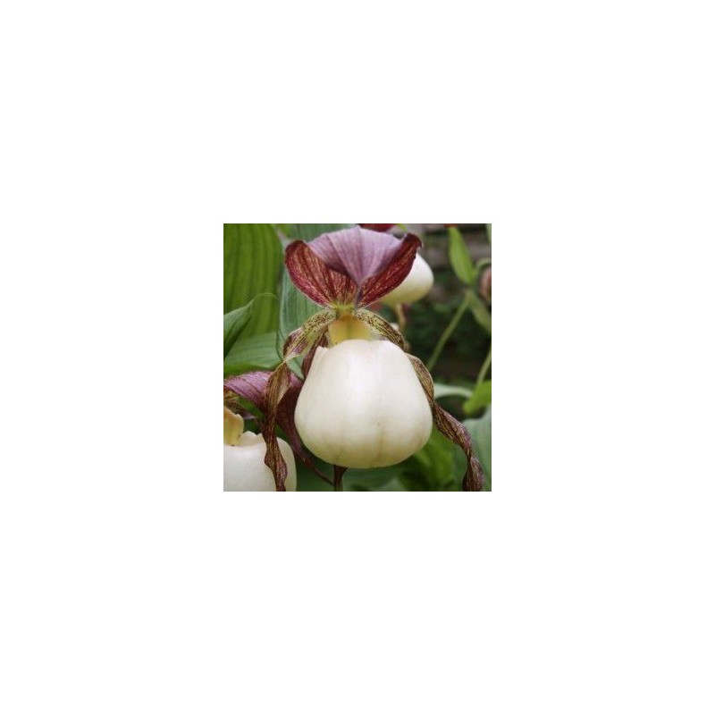 Orchidées rustiques - cypripedium kentuckiense rhizome dormant