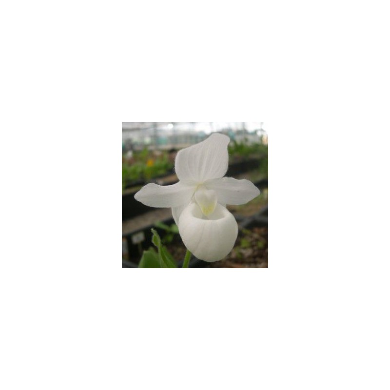 Orchidées rustiques - cypripedium reginae alba rhizome dormant