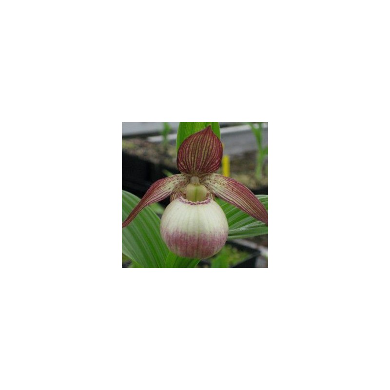 Orchidées rustiques - cypripedium 'sabine' rhizome dormant