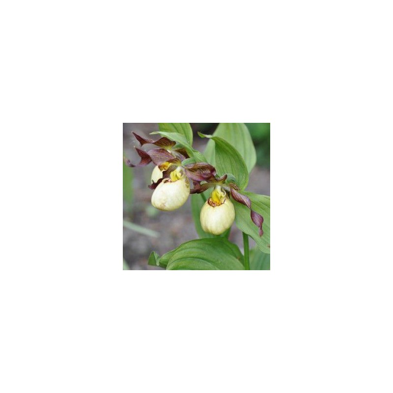 Orchidées rustiques - cypripedium 'inge' rhizome dormant