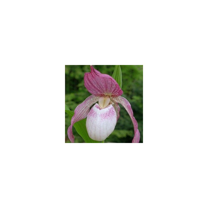 Orchidées rustiques - cypripedium 'philipp' rhizome dormant