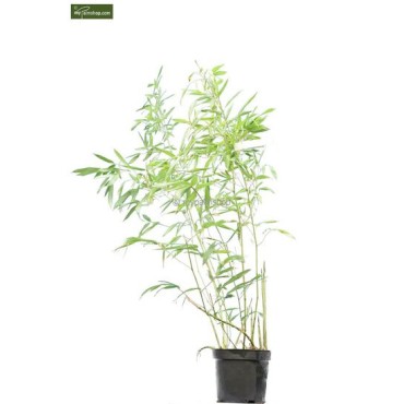 Phyllostachys bissetii - hauteur totale 180+ cm - pot 5 ltr