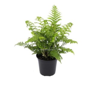 Polystichum proliferum - pot 2 ltr