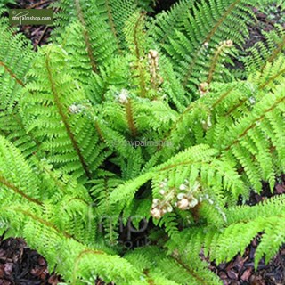 Polystichum proliferum - pot 2 ltr