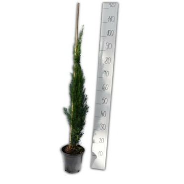 Cupressus sempervirens Totem - hauteur totale 90-110 cm - pot 3 ltr