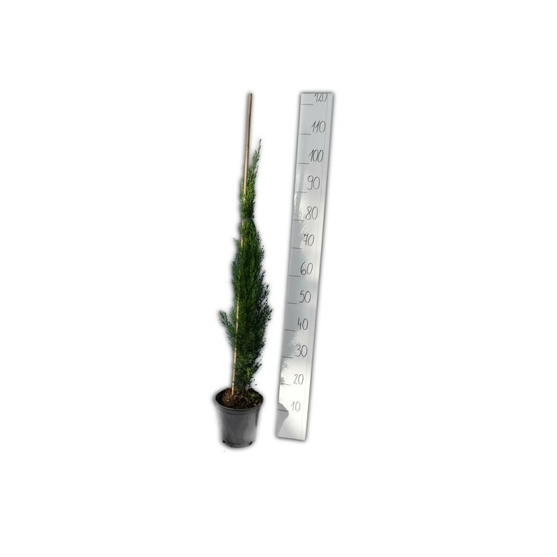 Cupressus sempervirens Totem - hauteur totale 90-110 cm - pot 3 ltr Cupressus sempervirens Totem - hauteur totale 90-110 cm - pot 3 ltr