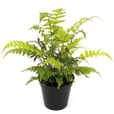 Dryopteris atrata - pot 0.7 ltr