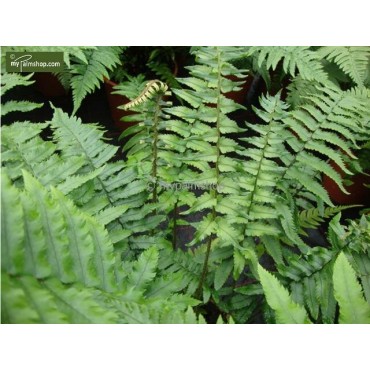 Dryopteris atrata - pot 0.7 ltr