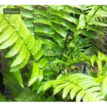 Dryopteris atrata - pot 0.7 ltr