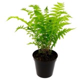 Matteuccia struthiopteris 0,7 Ltr pot