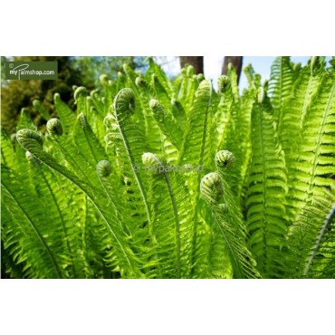 Matteuccia struthiopteris 0,7 Ltr pot