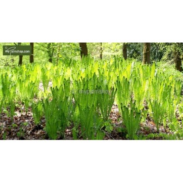 Matteuccia struthiopteris 0,7 Ltr pot