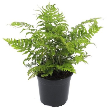 Polystichum braunii - pot 0,7 ltr