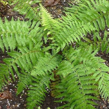 Polystichum braunii - pot 0,7 ltr
