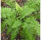 Polystichum braunii - pot 0,7 ltr