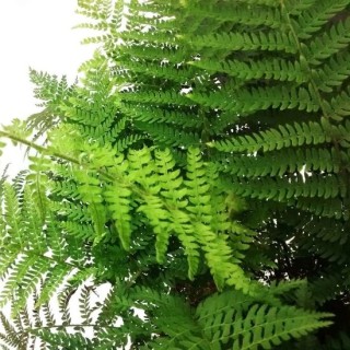 Polystichum braunii - pot 0,7 ltr