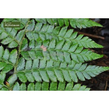 Polystichum braunii - pot 0,7 ltr