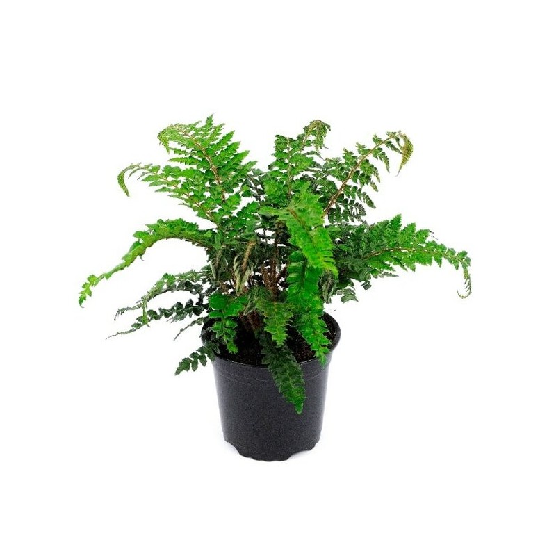Polystichum polyblepharum - pot 2 ltr Polystichum polyblepharum - pot 2 ltr