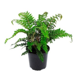 Polystichum polyblepharum - pot 2 ltr