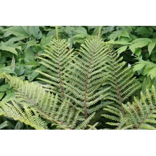 Polystichum polyblepharum - pot 2 ltr